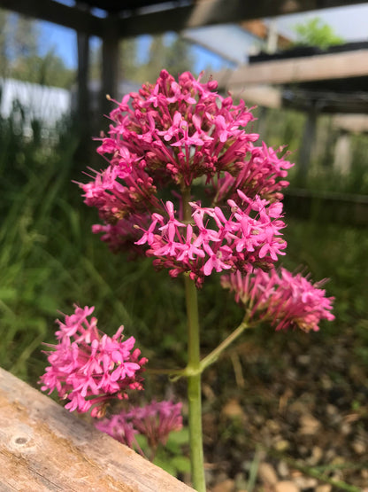 Pink Centranthus ruber in full bloom with airy flower clusters in partial shade
