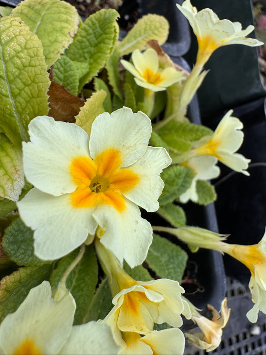 Primula veris cowslip yellow flowers blooming close up in early spring