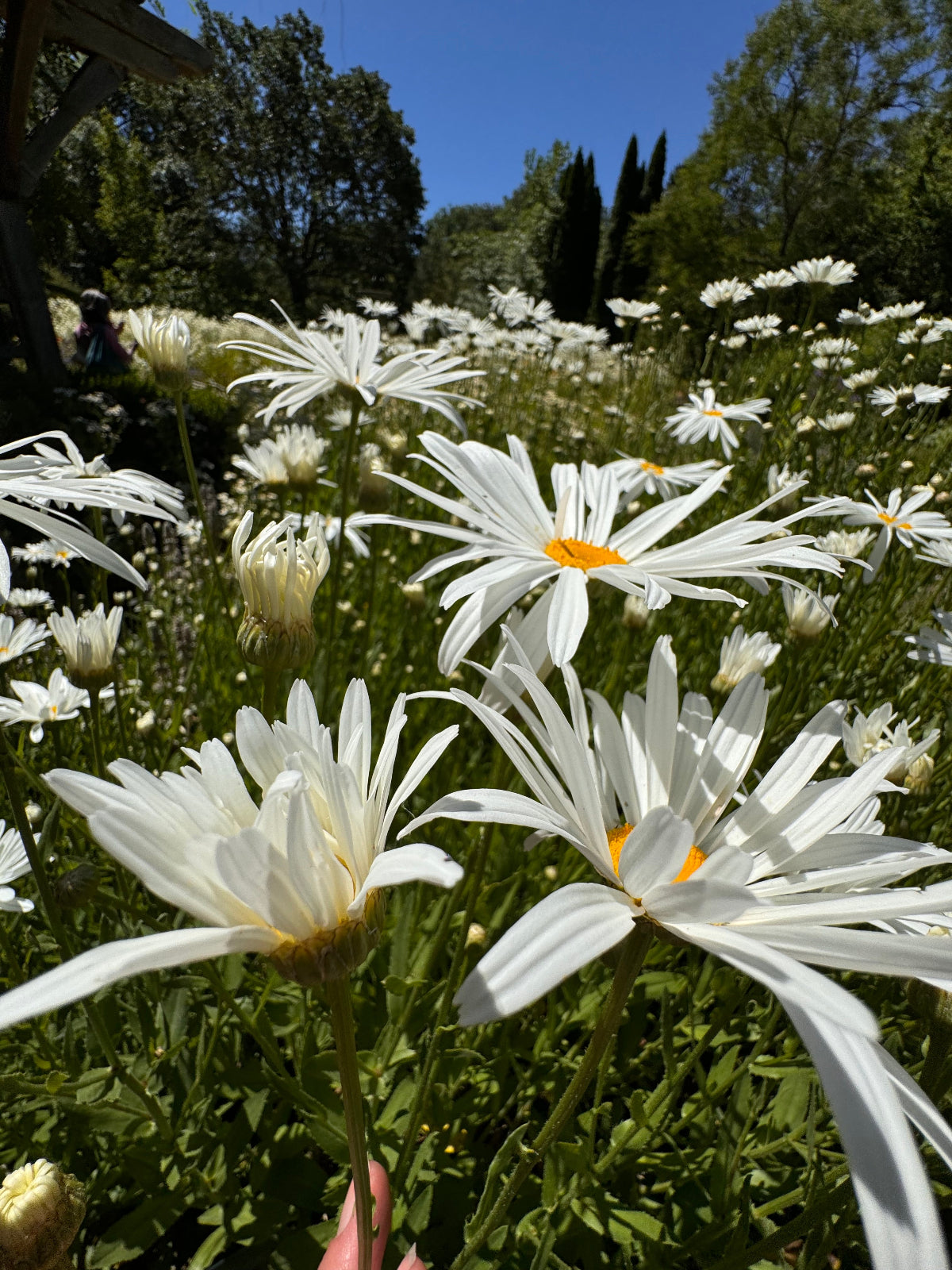 White Alaska Shasta daisies close up with bright yellow centers