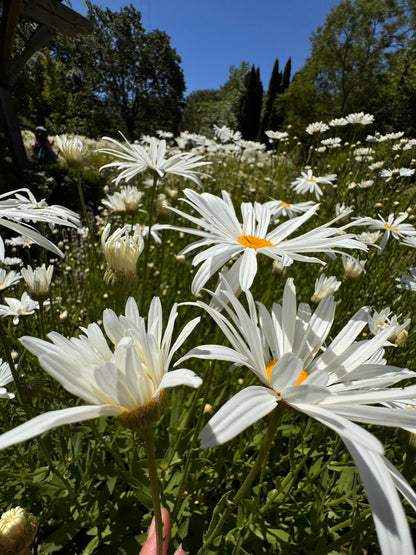 White Alaska Shasta daisies close up with bright yellow centers