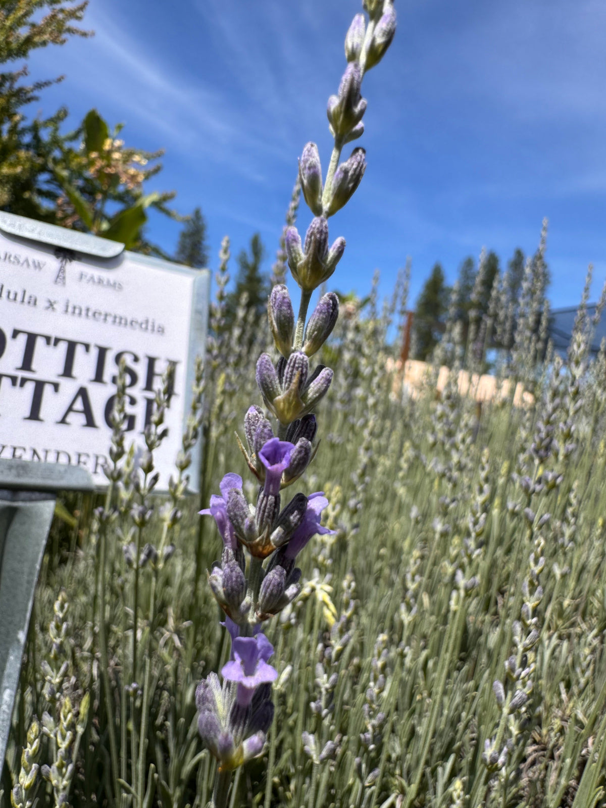 Late blooming lavender with silver foliage