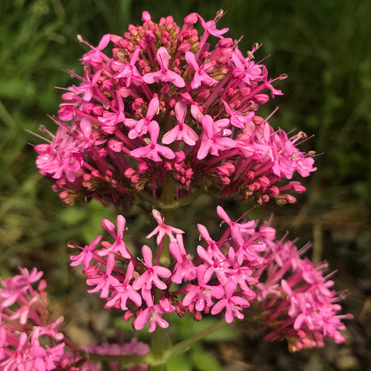 Centranthus ruber with clusters of red-pink flowers blooming close-up