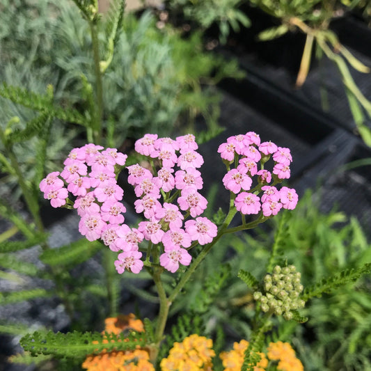 Yarrow Lilac Beauty Flower