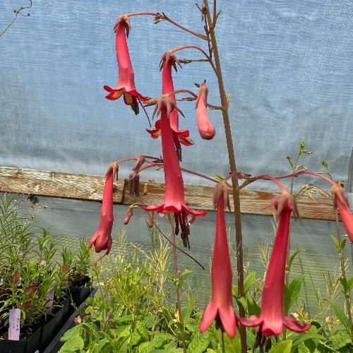 blooming African Queen cape fuchsia in greenhouse