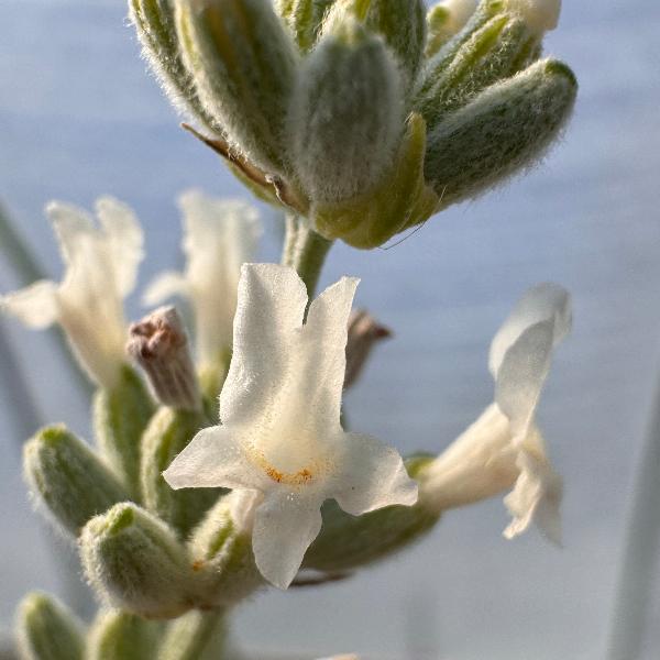 Close up of blooming Lavandula x intermedia Alba Lavender, white petals