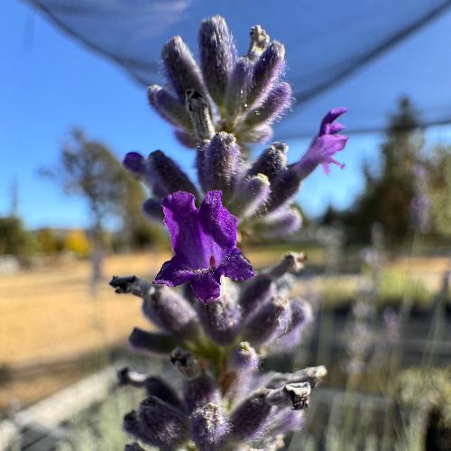 Ana Luisa Lavender dark purple bloom close up