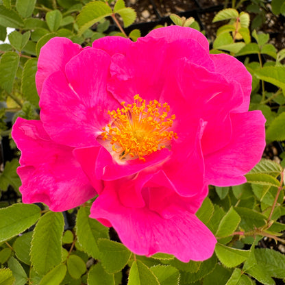 Close-up of apothecary rose petals showing rich pink color and layered form