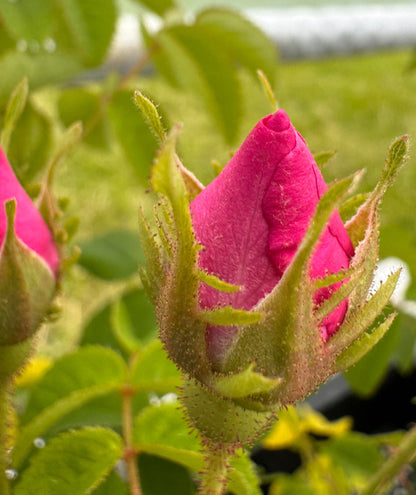 Apothecary Rose bud close up in greenhouse