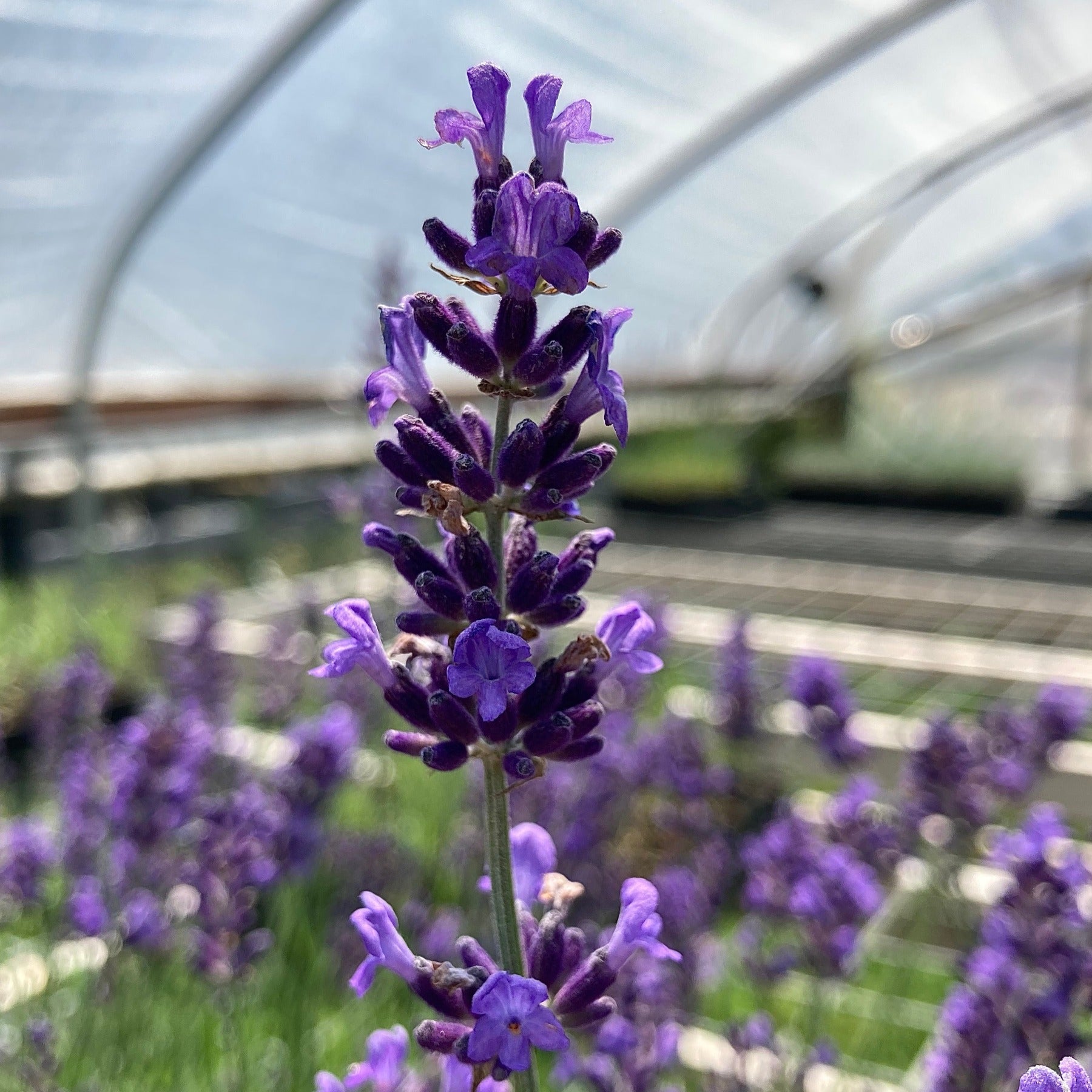 spanish lavender plants for sale Lavender 'Avice Hill'