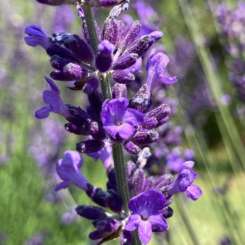 Avice Hill Lavender bloom close up