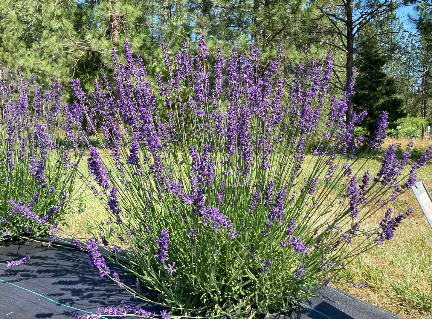 planted Avice Hill Lavender shrub