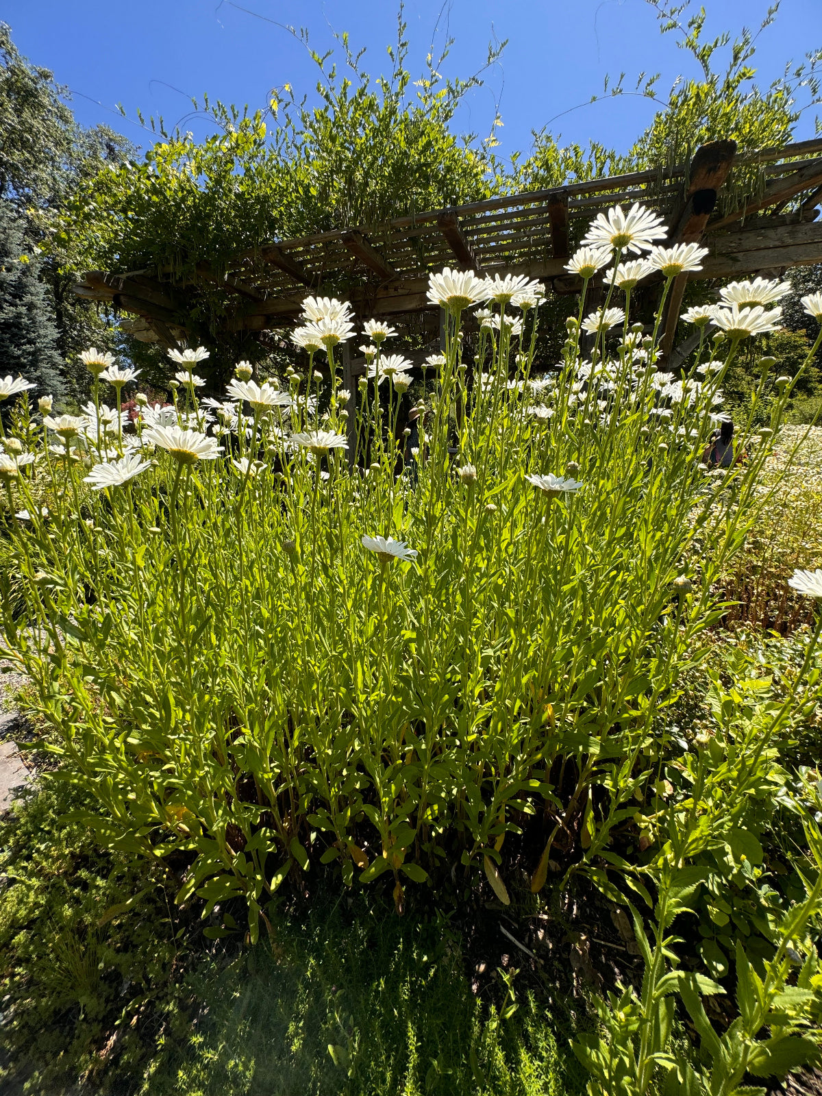 Leucanthemum Alaska Shasta daisy clump flowering in cottage style garden bed