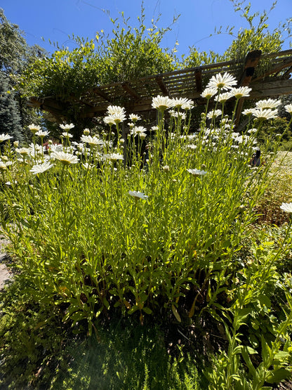 Leucanthemum Alaska Shasta daisy clump flowering in cottage style garden bed