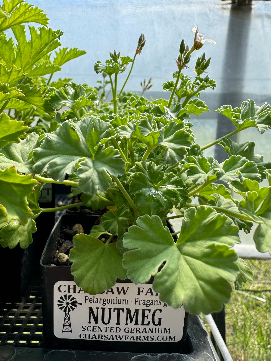 Pelargonium Nutmeg scented geranium green foliage growing in a pot in a sunny greenhouse