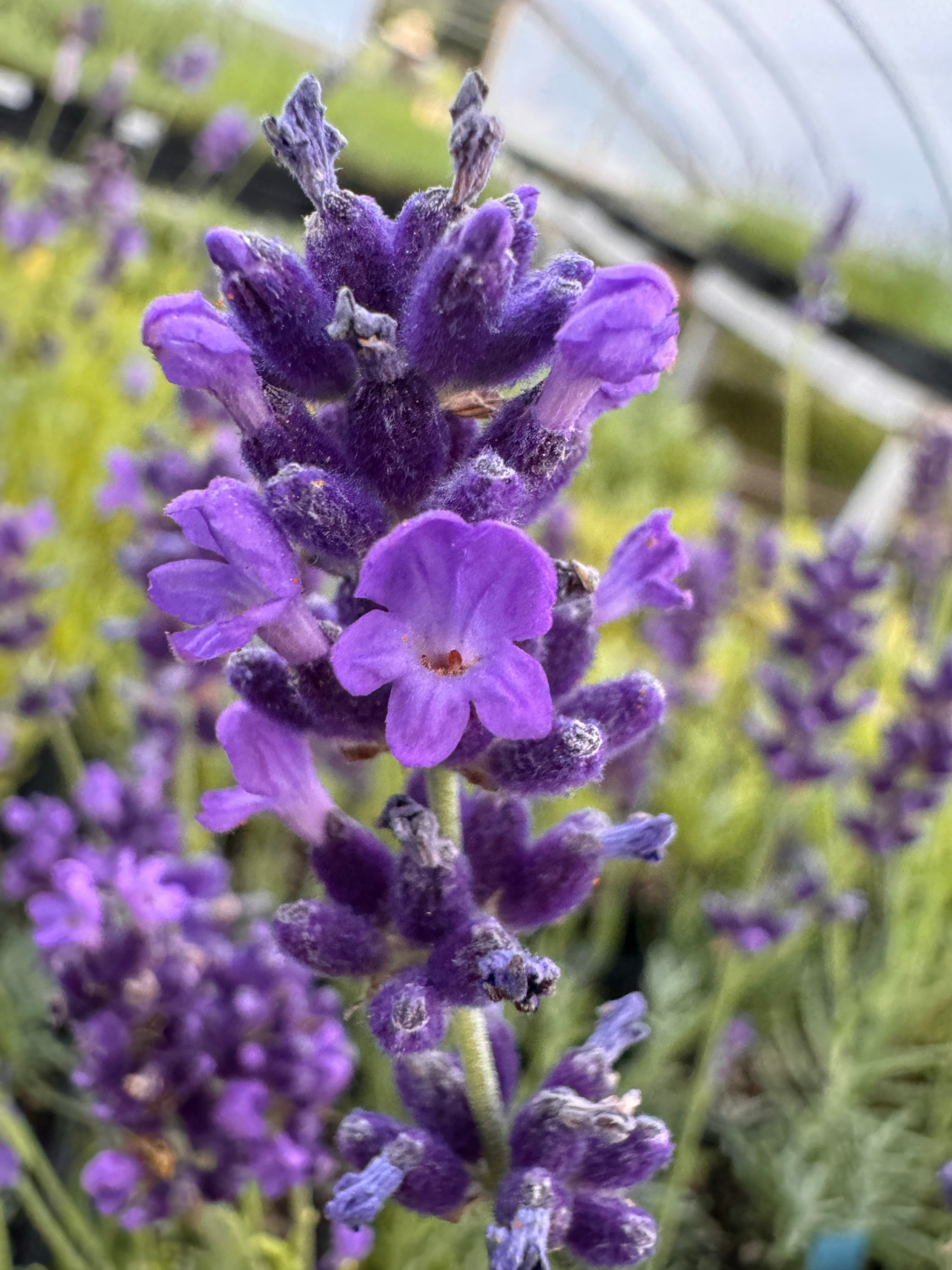 Baby Blue Lavender | Dark Purple English Lavender Plant – Charsaw