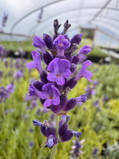 sweet romance lavender plants for sale Baby Blue Lavender