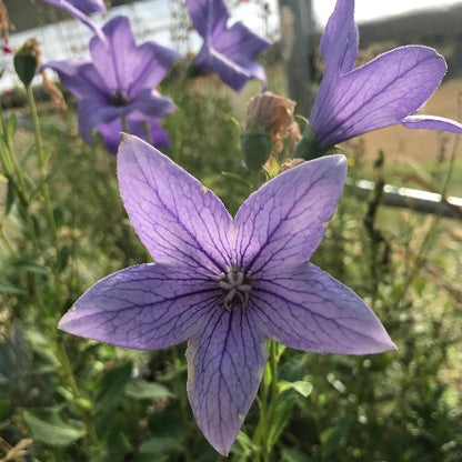 Balloon Flower with violet blue star shaped blooms