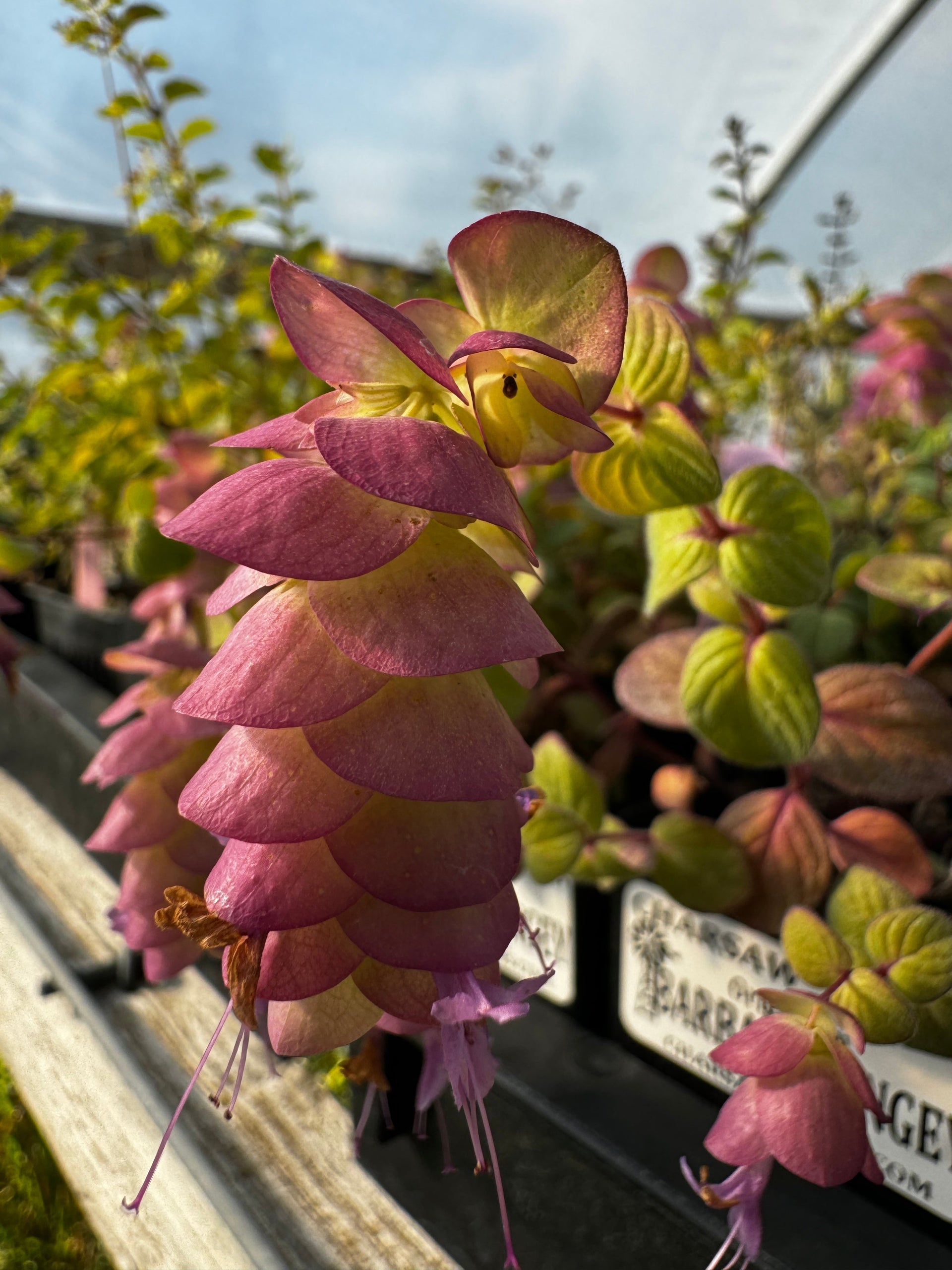 Barbara Tingey Oregano | Ornamental Oregano with Pink Flowers  Charsaw  Farms
