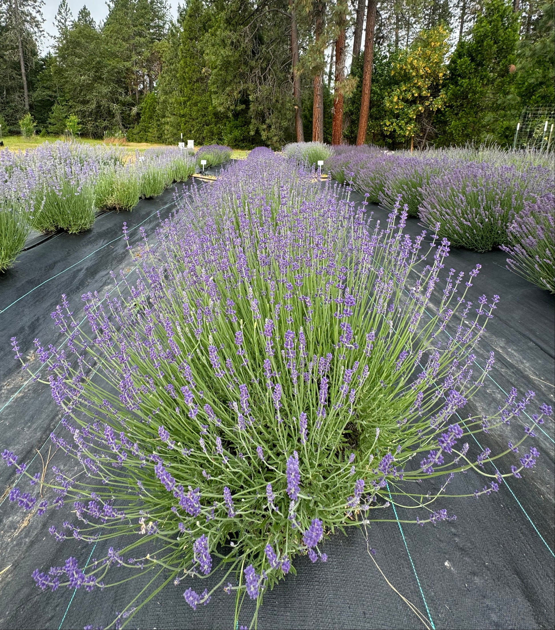 Row of Betty's Blue dark purple lavender plants with trees in the background