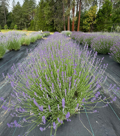 Row of Betty's Blue dark purple lavender plants with trees in the background