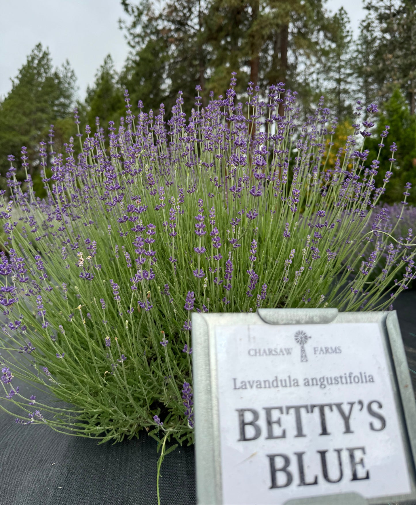 Bush of lavender with a sign indicating 'Betty's Blue' variety.