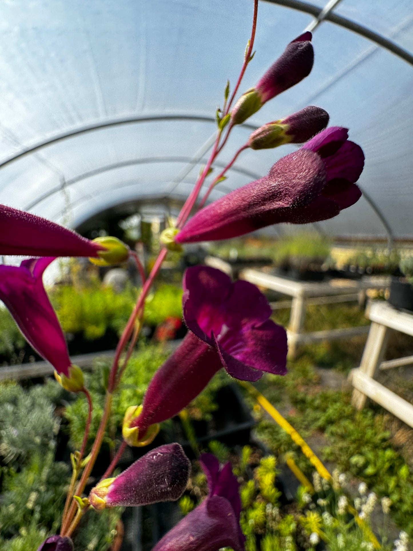 Easy Garden Starter Pack - Beginner Friendly, Low Stress Plants