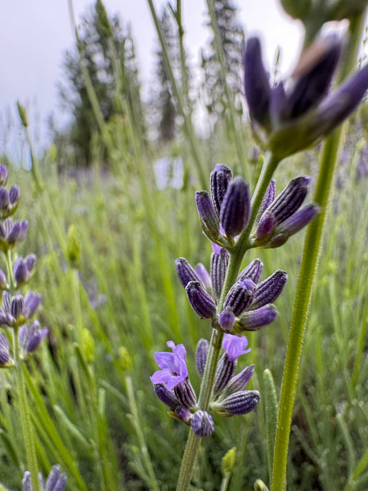 Bleu de Collins lavender with deep violet flower spikes growing in full sun