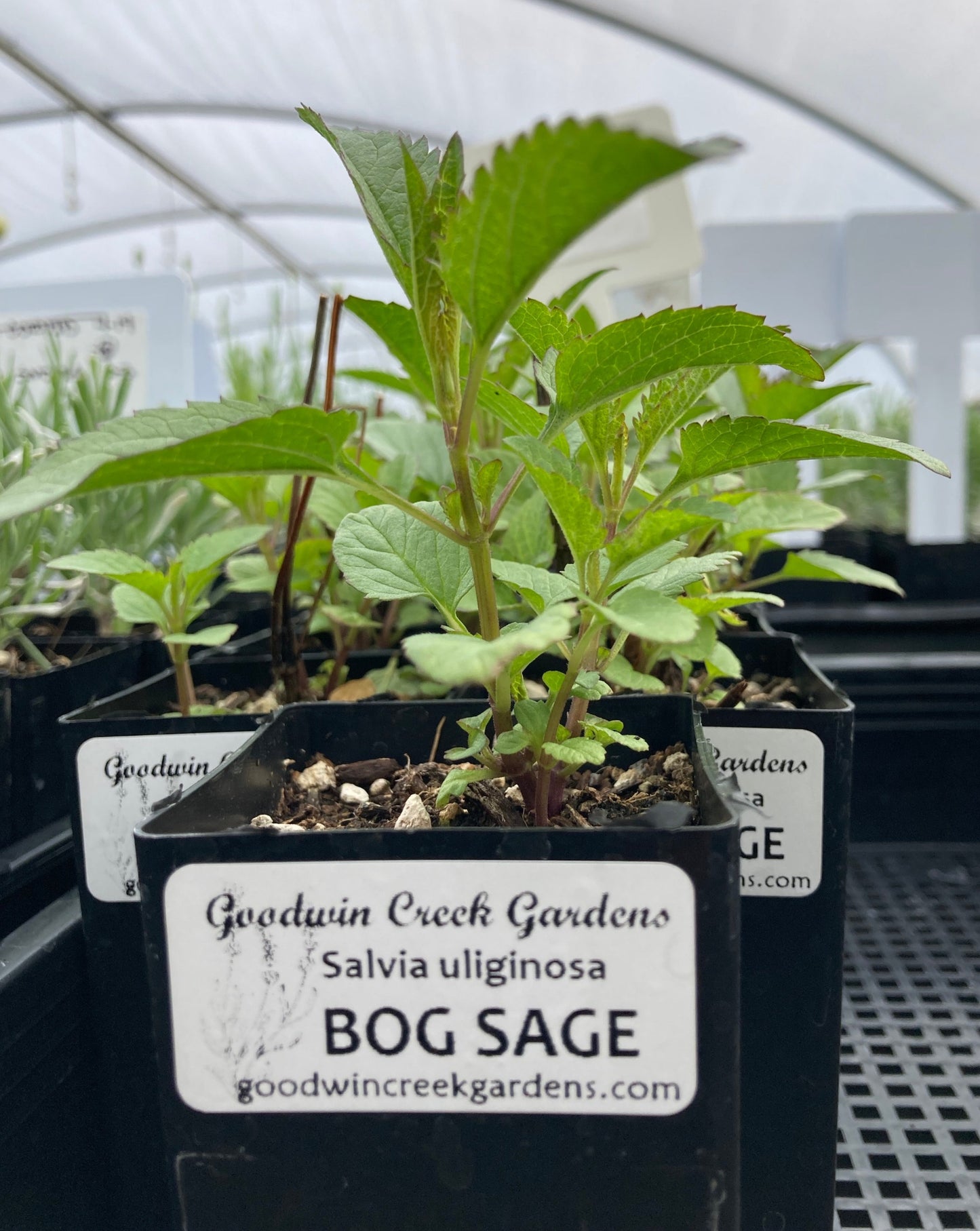 Bog Sage Potted Plant