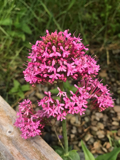 Centranthus ruber growing in gravel with red-pink flowers and gray-green foliage