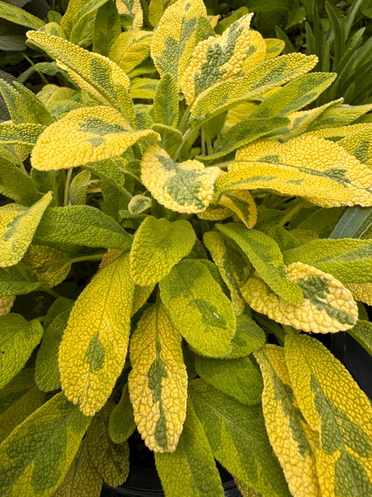 Salvia officinalis Icterina golden sage variegated foliage close up