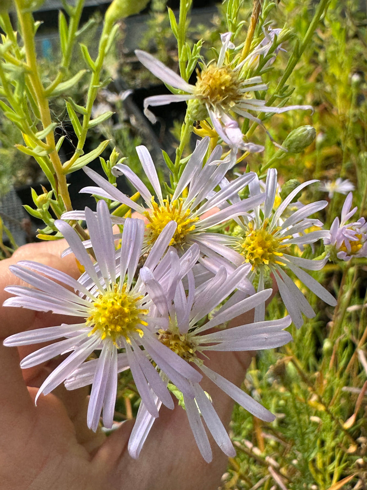California aster with pale lavender daisy-like flowers and yellow centers blooming in a greenhouse setting