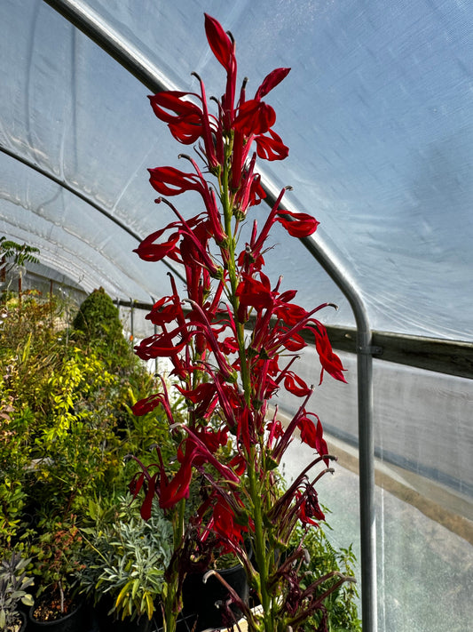 Lobelia cardinalis with tall red flower spikes in bloom