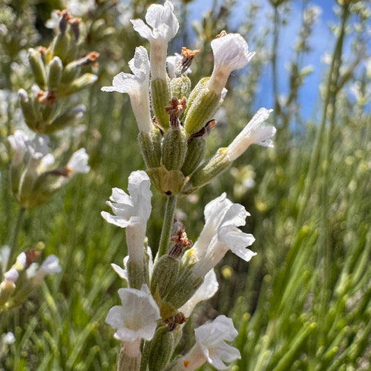 Blooming Lavandula angustifolia 'Celestial Star' white lavender