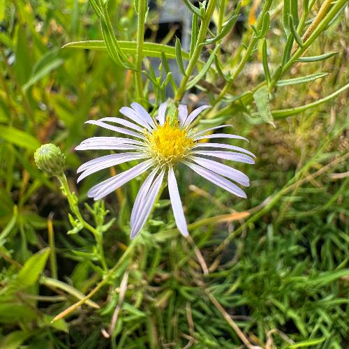 blooming Chilean aster with a very light purple flower 