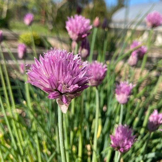 Chives blooming