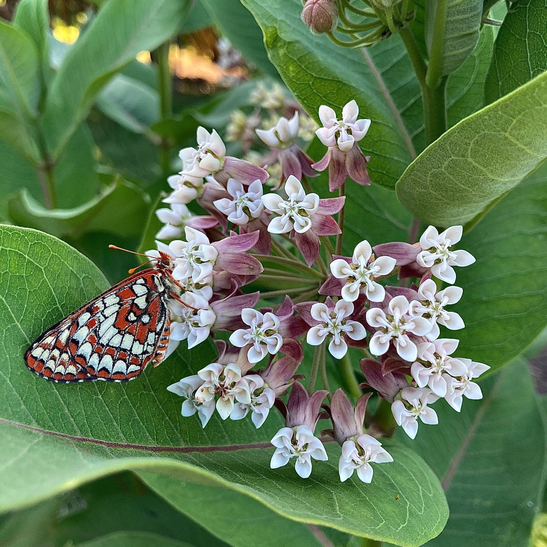 Common Milkweed