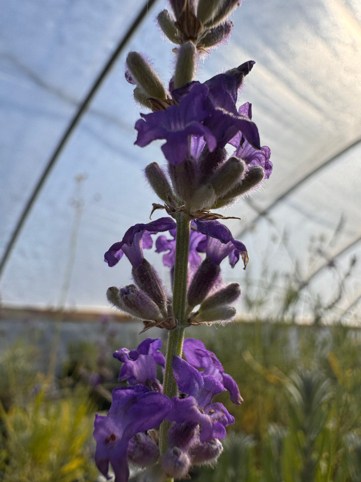 wild purple flower that looks like lavender Croxton's Wild English Lavender