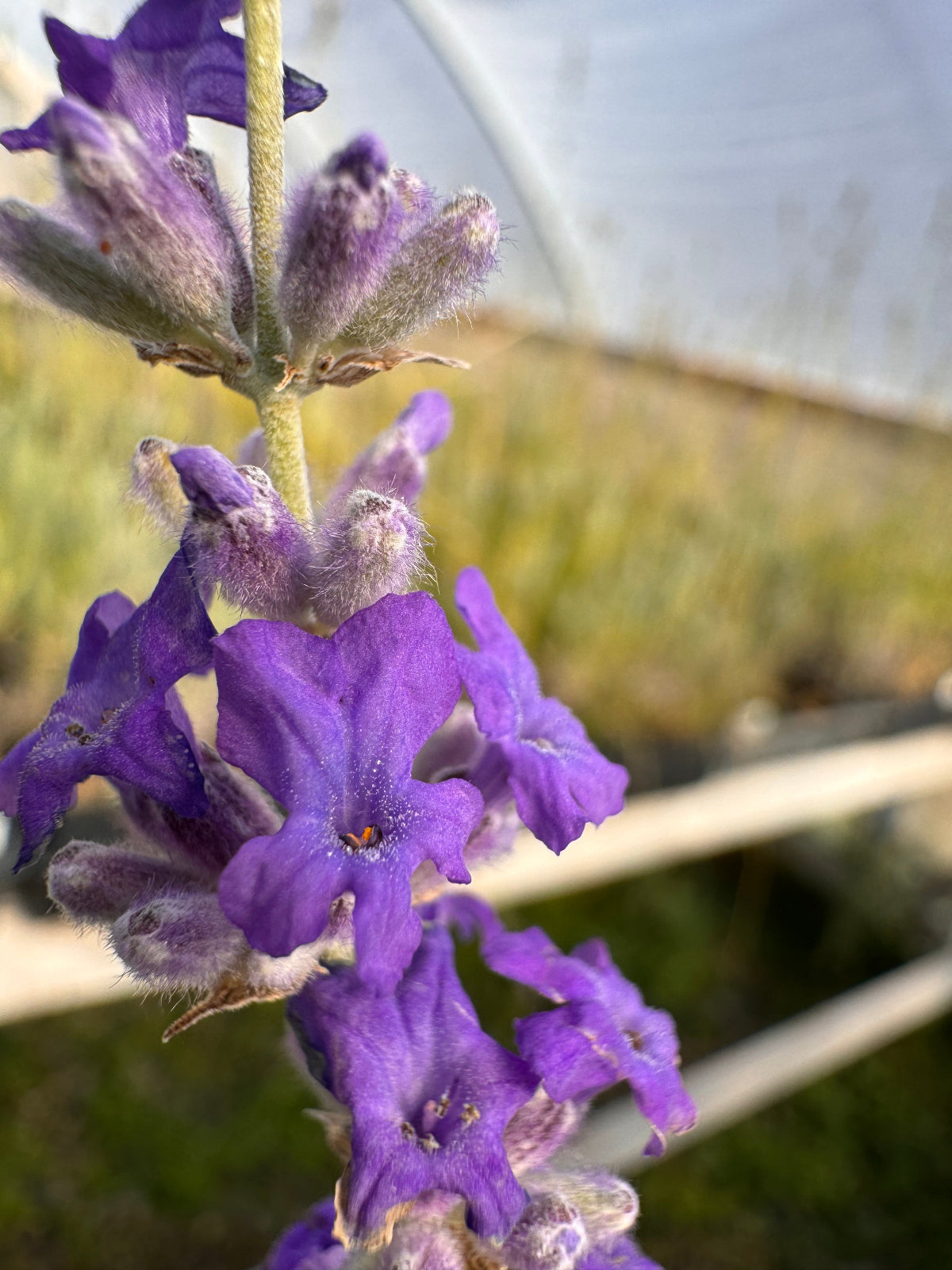 Croxton's Wild lavender plant in early summer bloom in the greenhouse