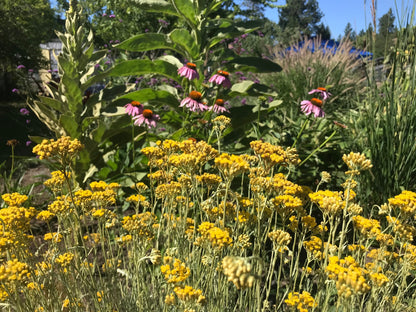 Helichrysum italicum curry plant showing silvery-gray aromatic foliage growing in a sunny herb garden