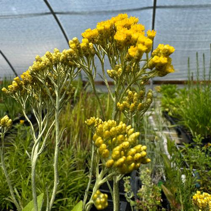 Helichrysum italicum curry plant with silvery gray foliage and yellow flowers in full sun