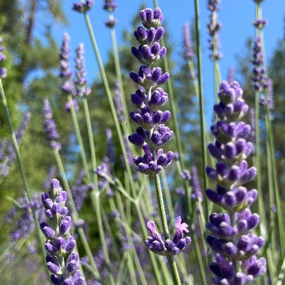 lavender plant cold hardiness Lavender 'Cynthia Johnson'