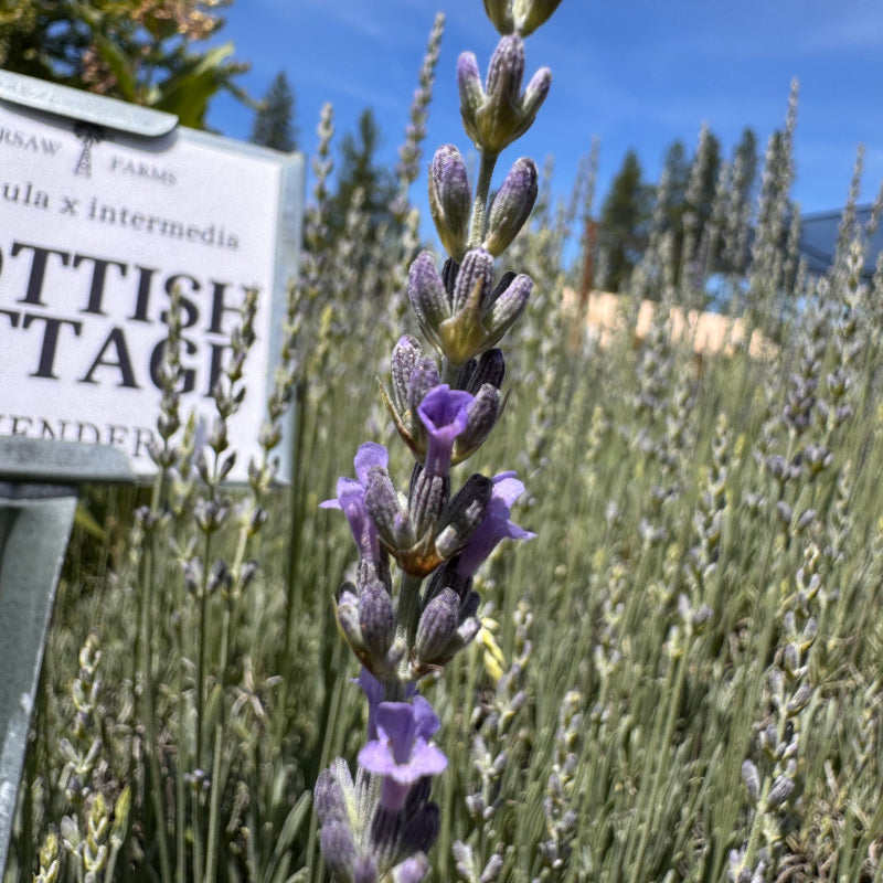 Scottish Cottage Lavandin | Late Blooming Lavender – Charsaw Farms
