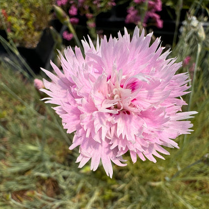 Dianthus 'Gloriosa' with fragrant double pink flowers and crimson eye 