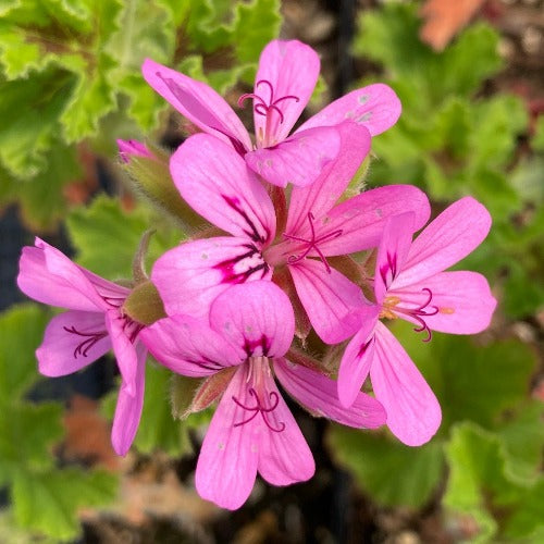 Rose Scented Geranium (Pelargonium 'Decipiens') | Charsaw Farms