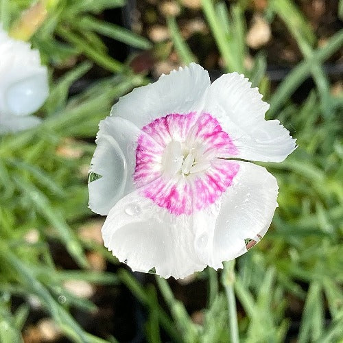 Dianthus 'Dottie' flower