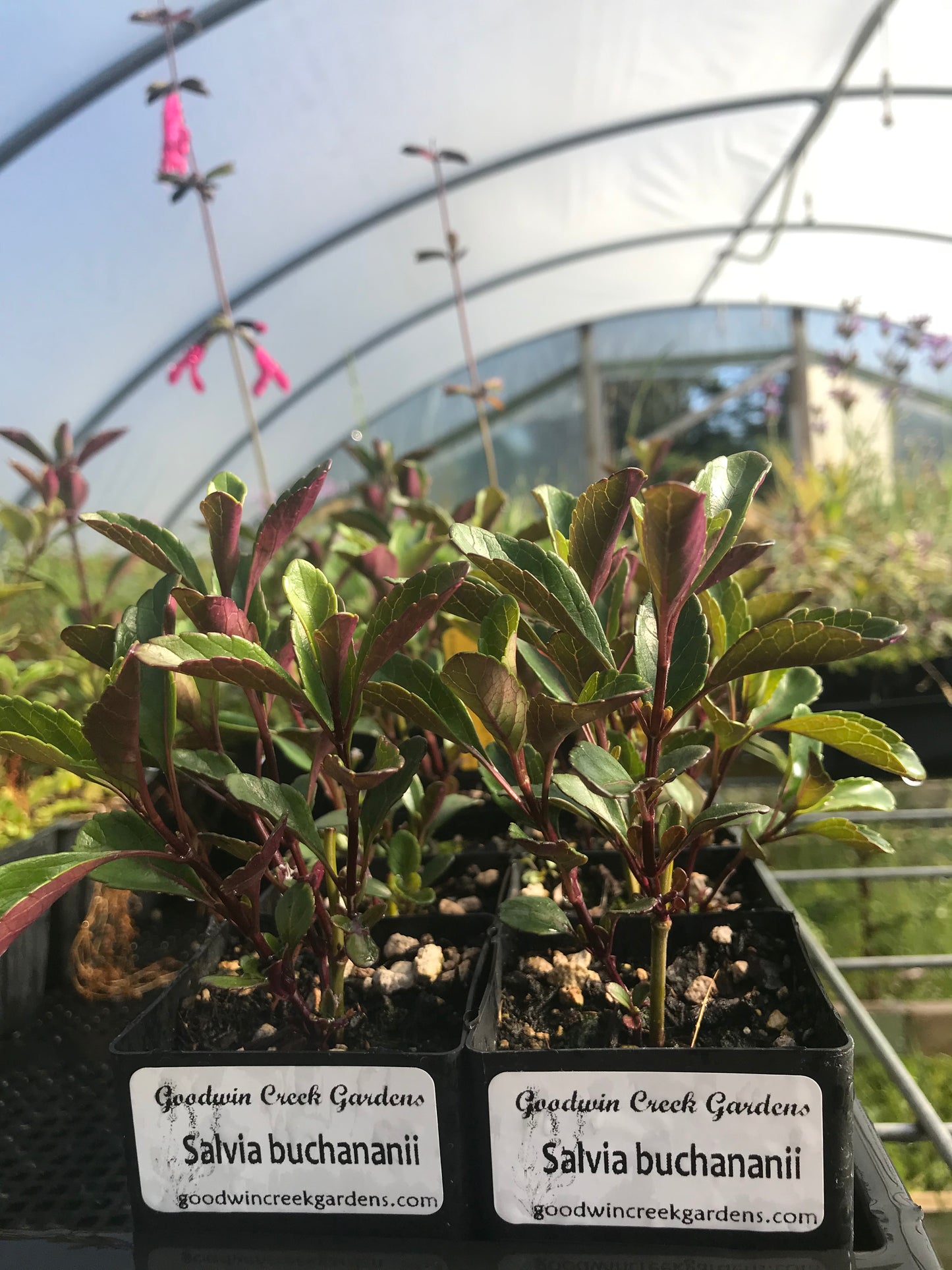 Salvia buchananii (Buchanan's sage)