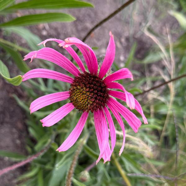 Echinacea tennesseensis bloom