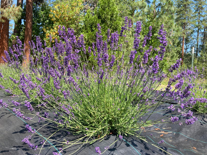 organic english lavender plants Egerton Blue English Lavender