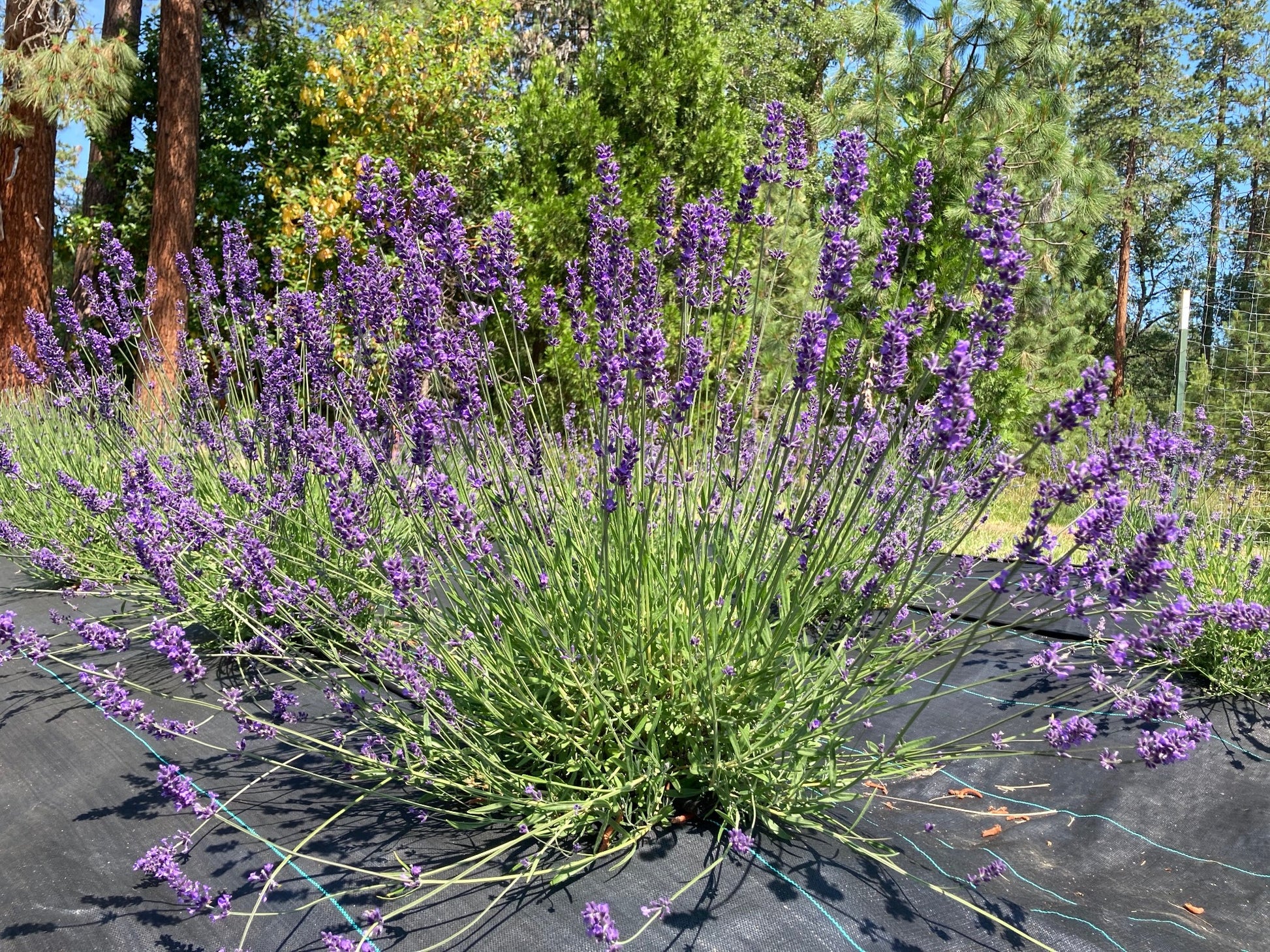 Egerton Blue Lavender shrub