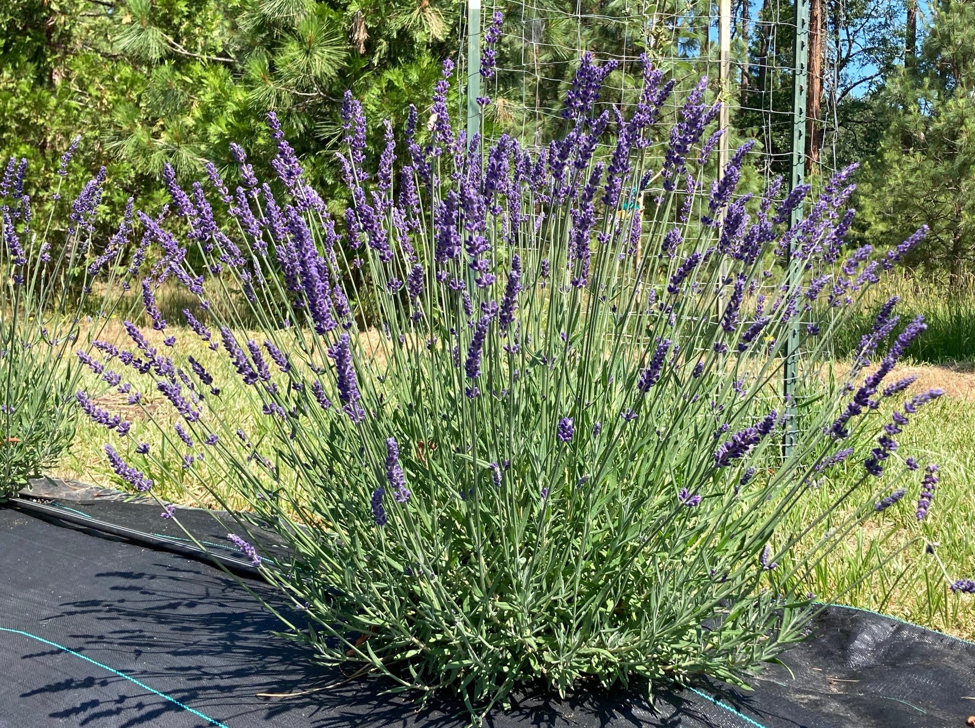 Elizabeth Lavender shrub